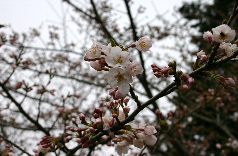 （写真）桜2012
