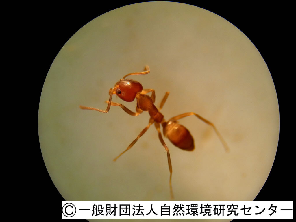 全身黒ずんだ体色に背面の一部に赤い色の模様があるセアカゴケグモのカラー写真