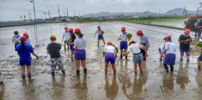 学生帽をかぶった小学生が、田んぼで田植えをしている様子。遠景に山々が広がる。