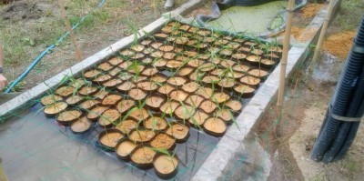 子どもたちの植えたヨシ苗。各鉢は浅い水を満たしたトレイに置かれている。周囲にはパイプとホースが見える。
