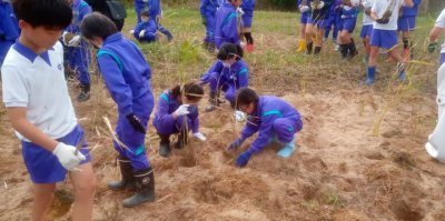 子どもたちがヨシを植えている様子。みな体操服を着て軍手をつけており、長靴を履いている。何人かはしゃがんでヨシを飢えている。
