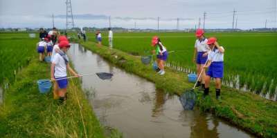 魚のゆりかご水田。田んぼのあぜ道で赤い学生帽をかぶった小学生が網を使って水路を探っている。背景には電柱と広がる田園風景。
