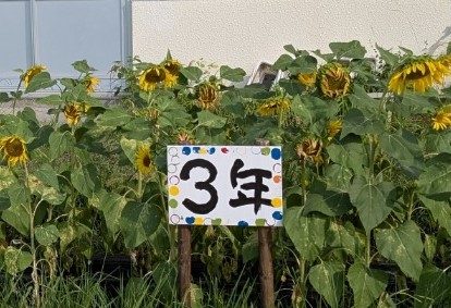 頭を垂れる向日葵2