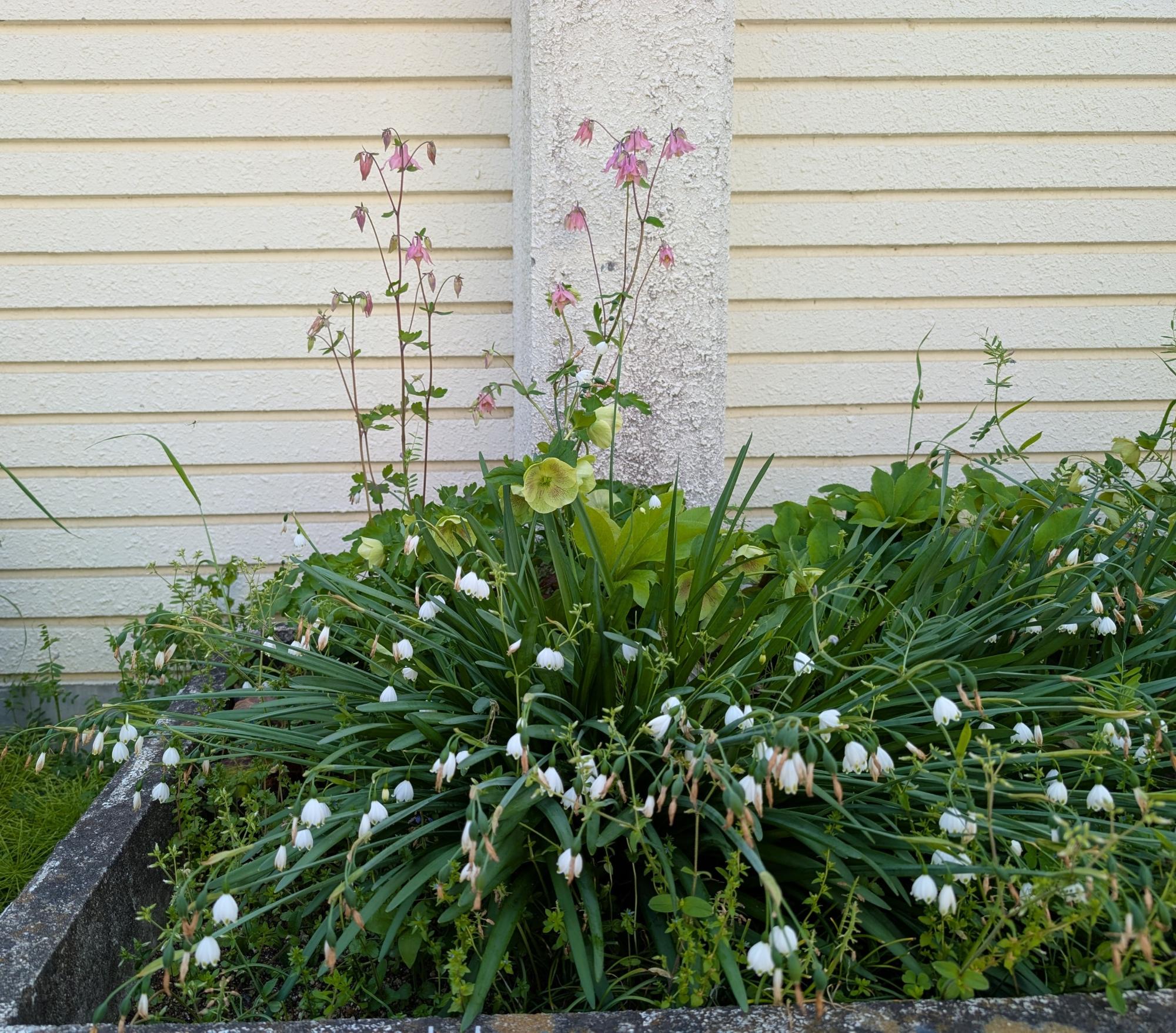 体育館横花壇