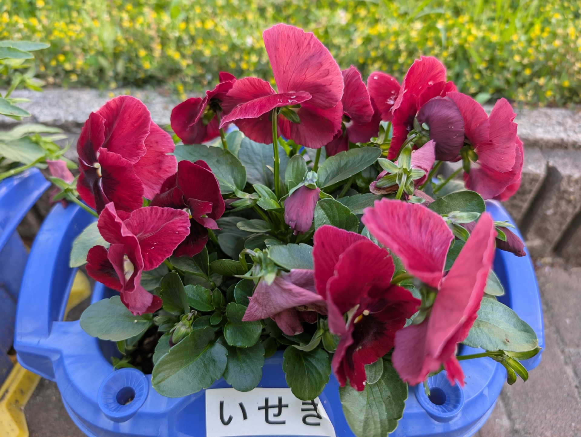 校長のパンジー