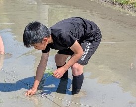 田植えする5年生