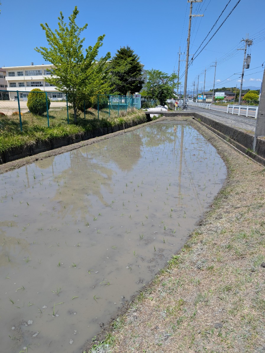 田植え終了