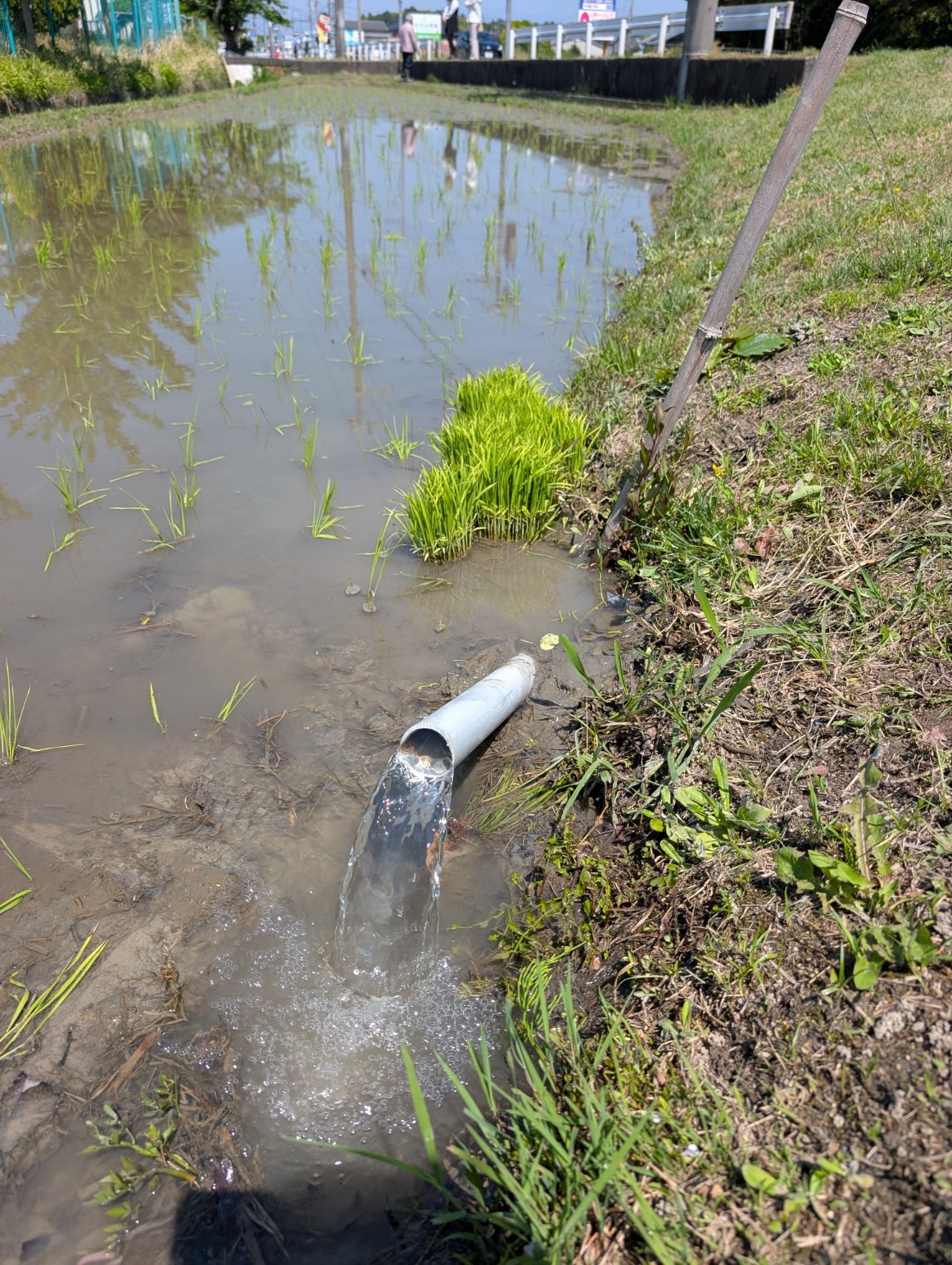田に入る水