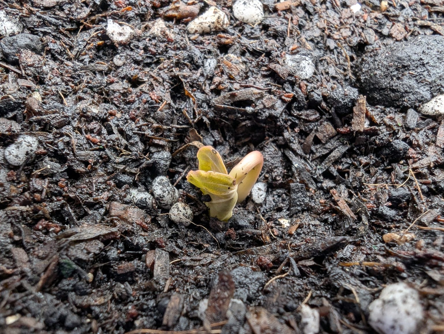 朝顔発芽