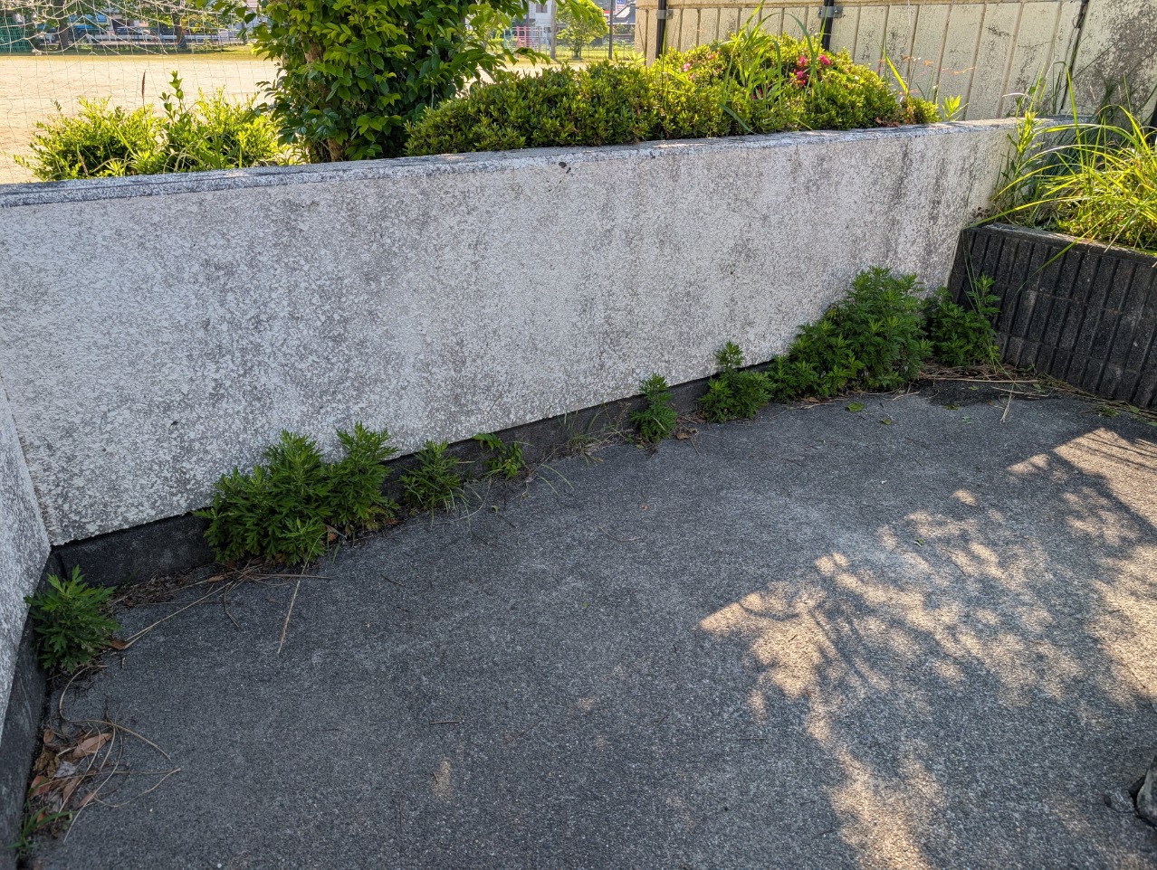 プールスロープ草