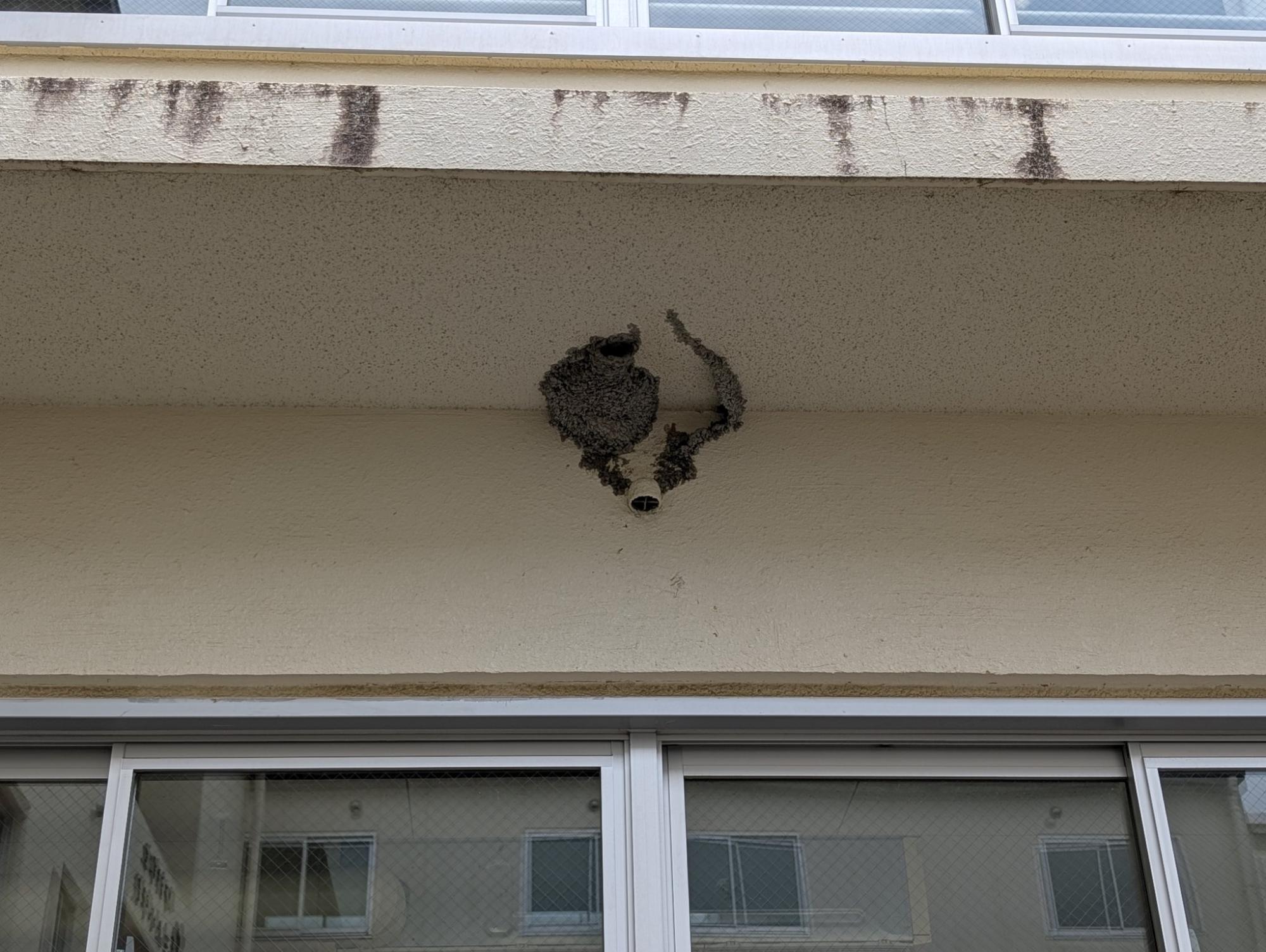 職員室軒下ツバメの巣