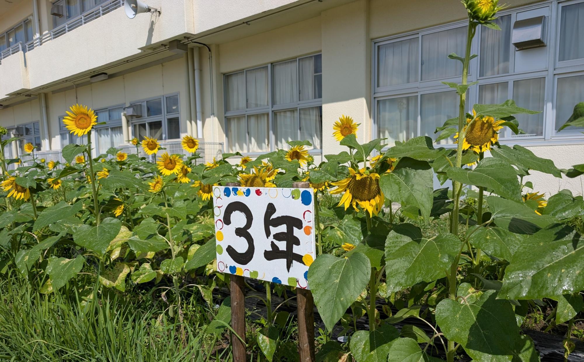 福島ひまわり里親プロジェクト1