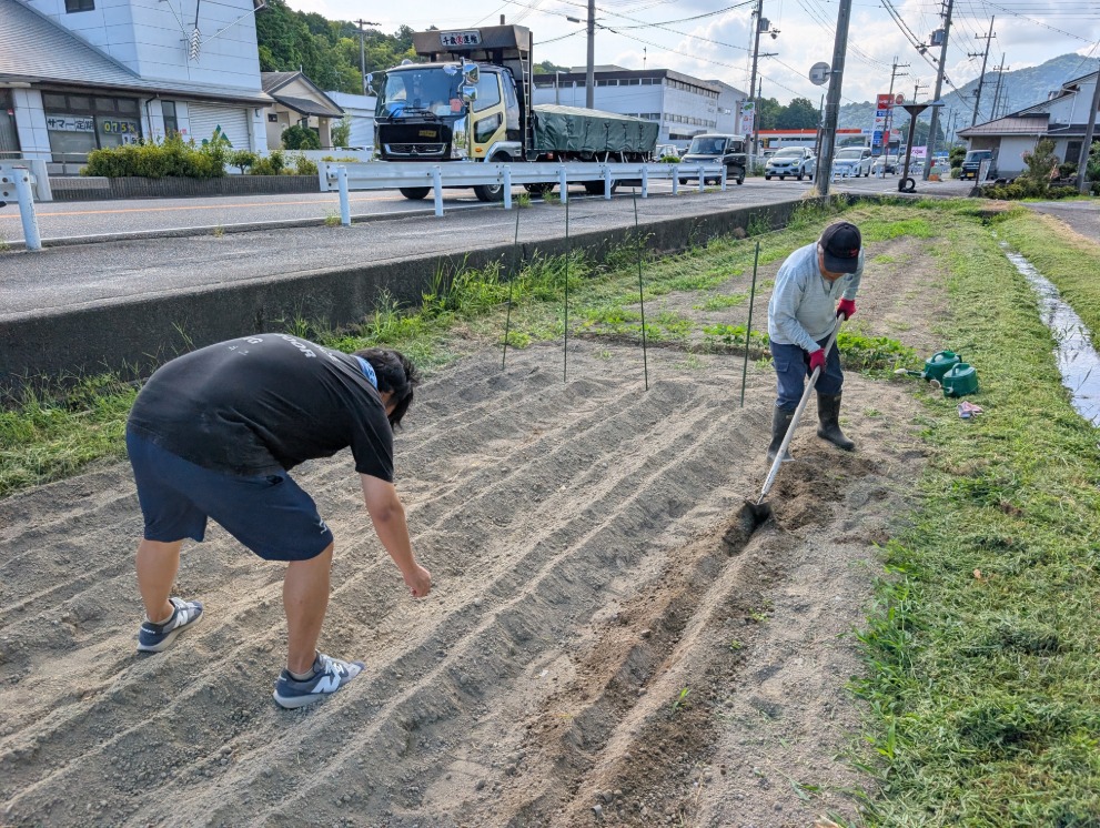 コスモスの種まき