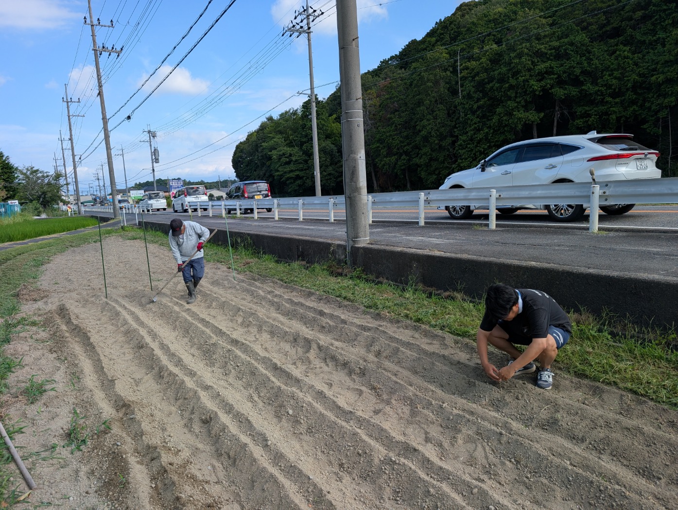 コスモスの種まき2