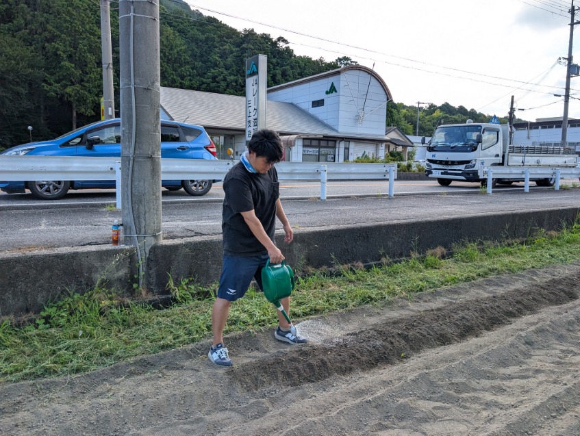 コスモスの種まき3