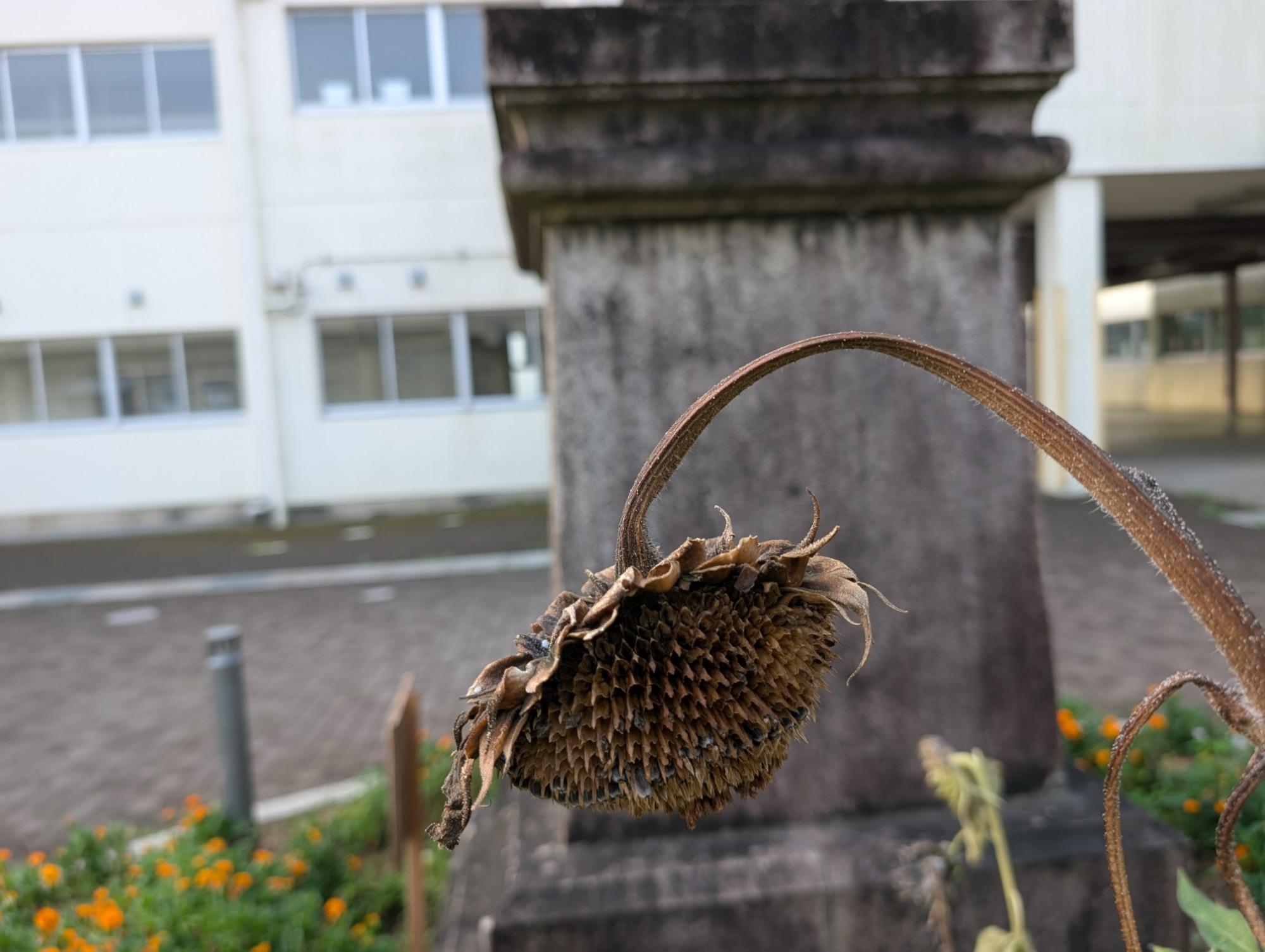 8月14日向日葵