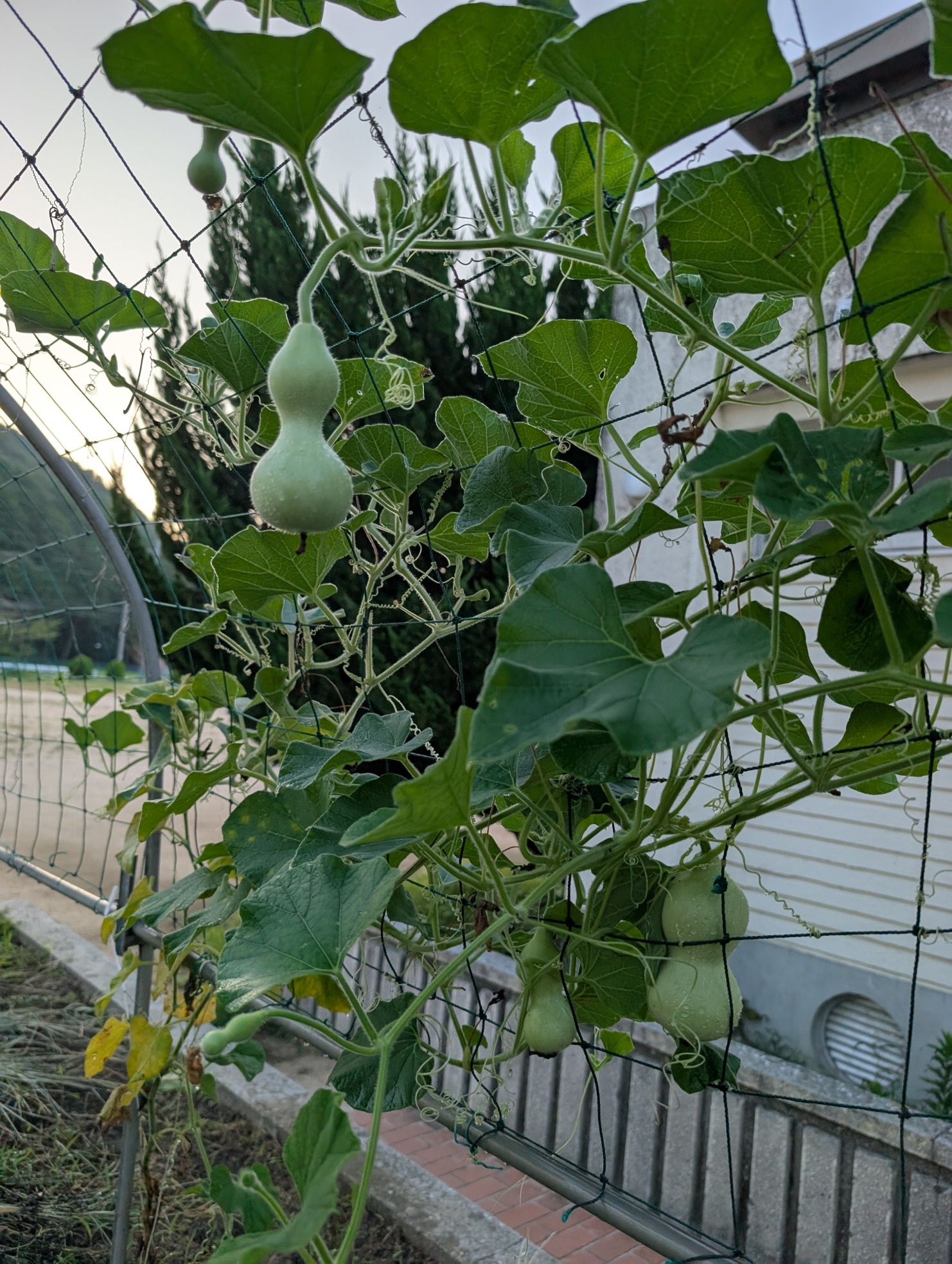 ひょうたんの実