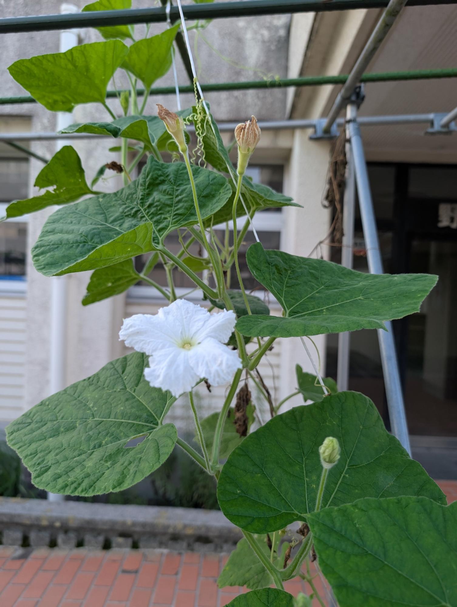 花もきれいです