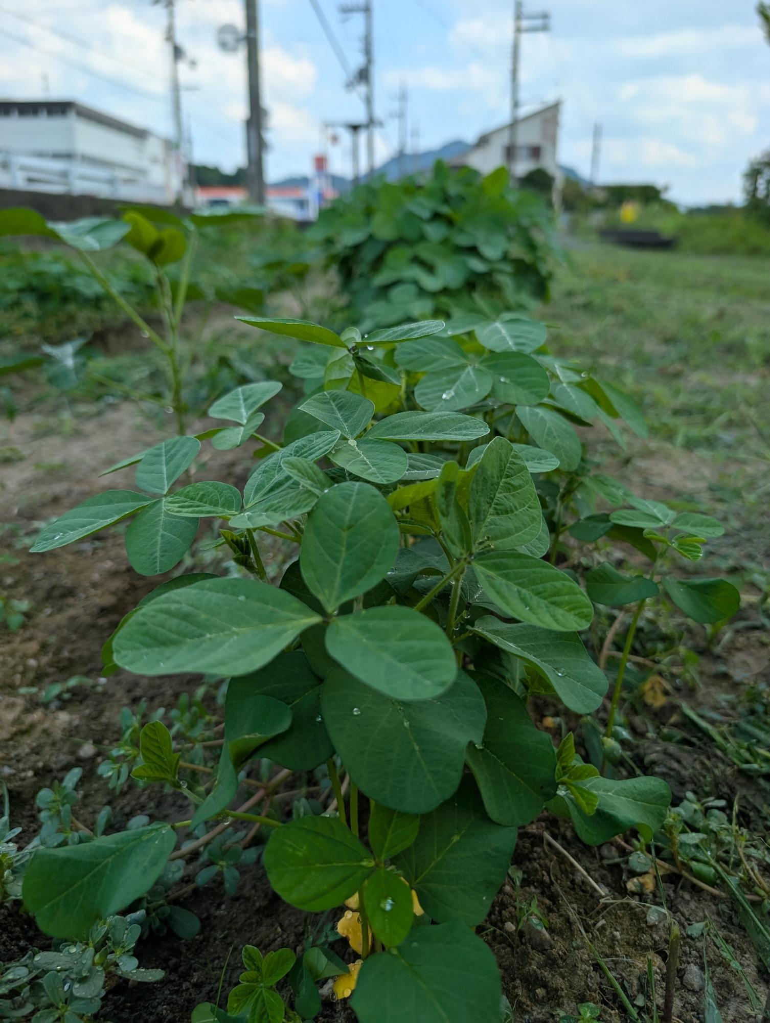 0820大豆