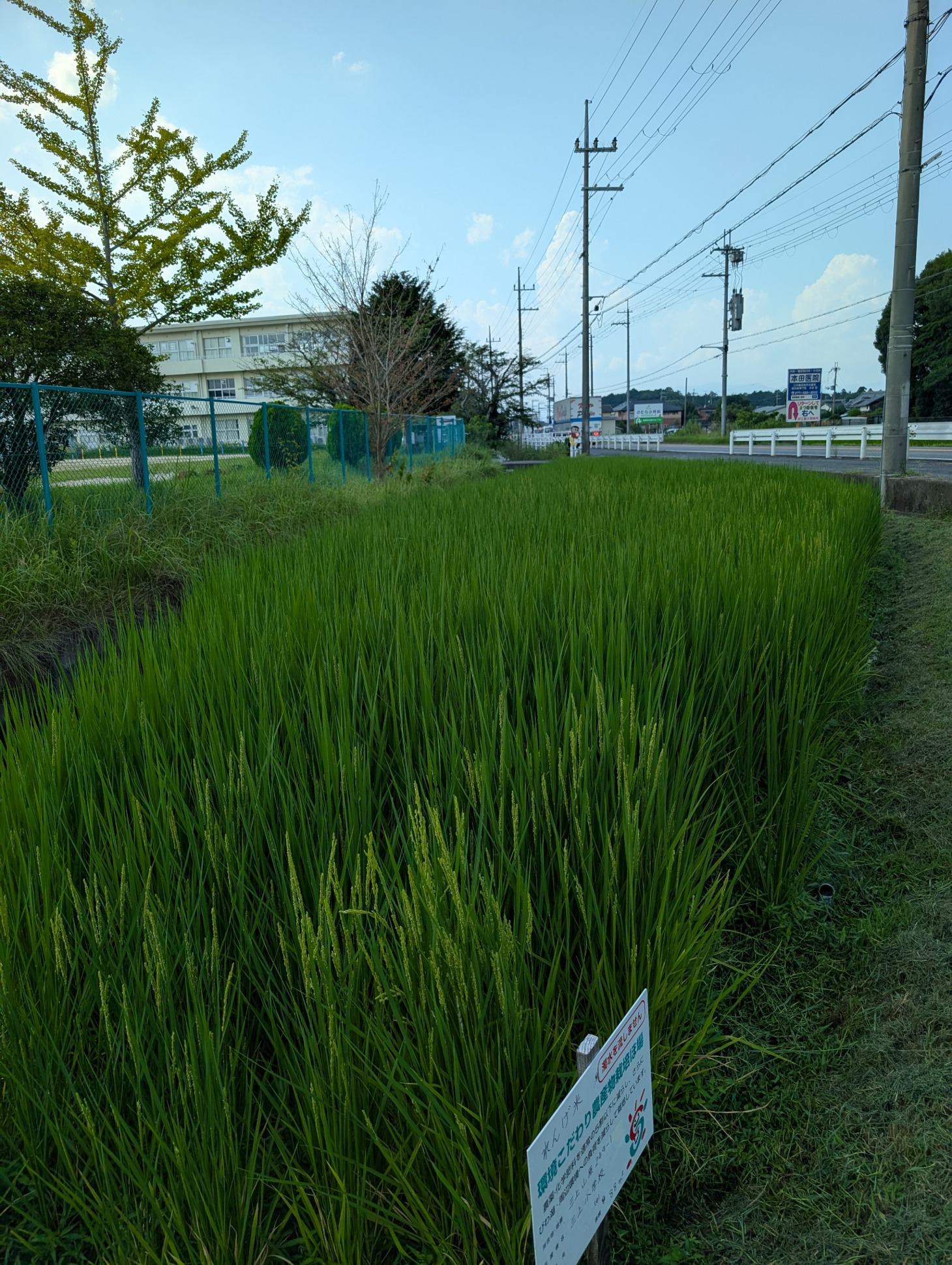 0822もち米2