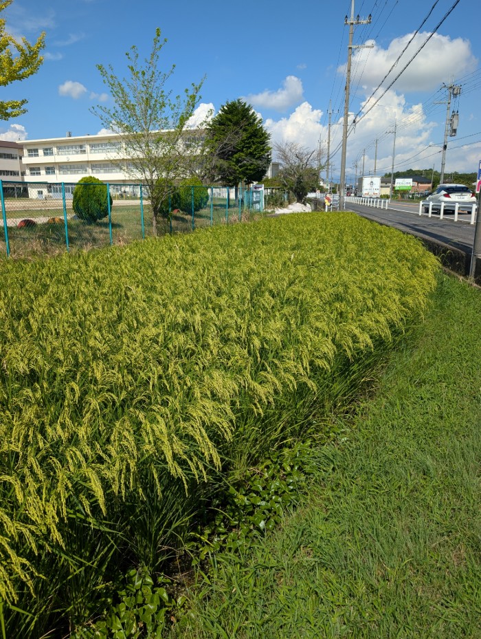 学習田