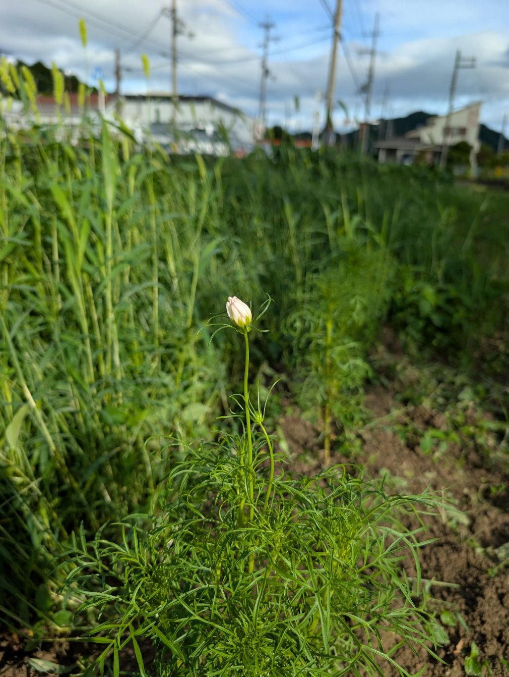コスモスつぼみ