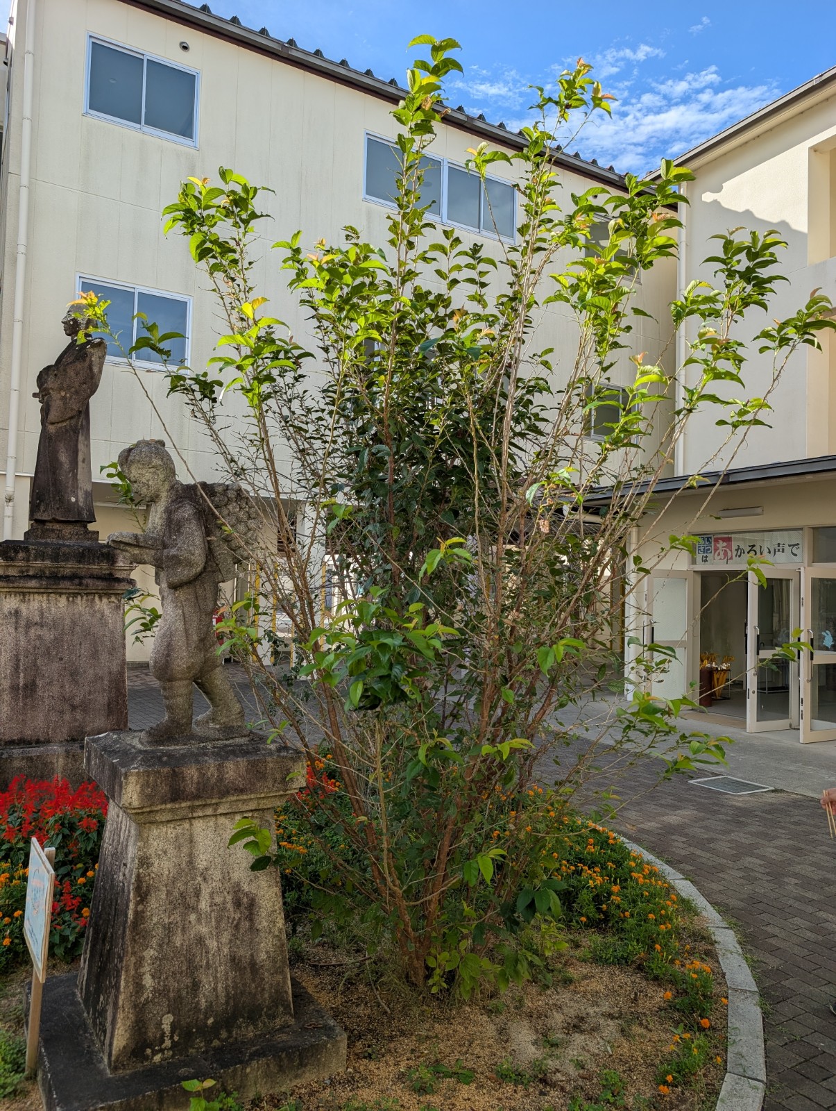 桜の木いらがくじょご