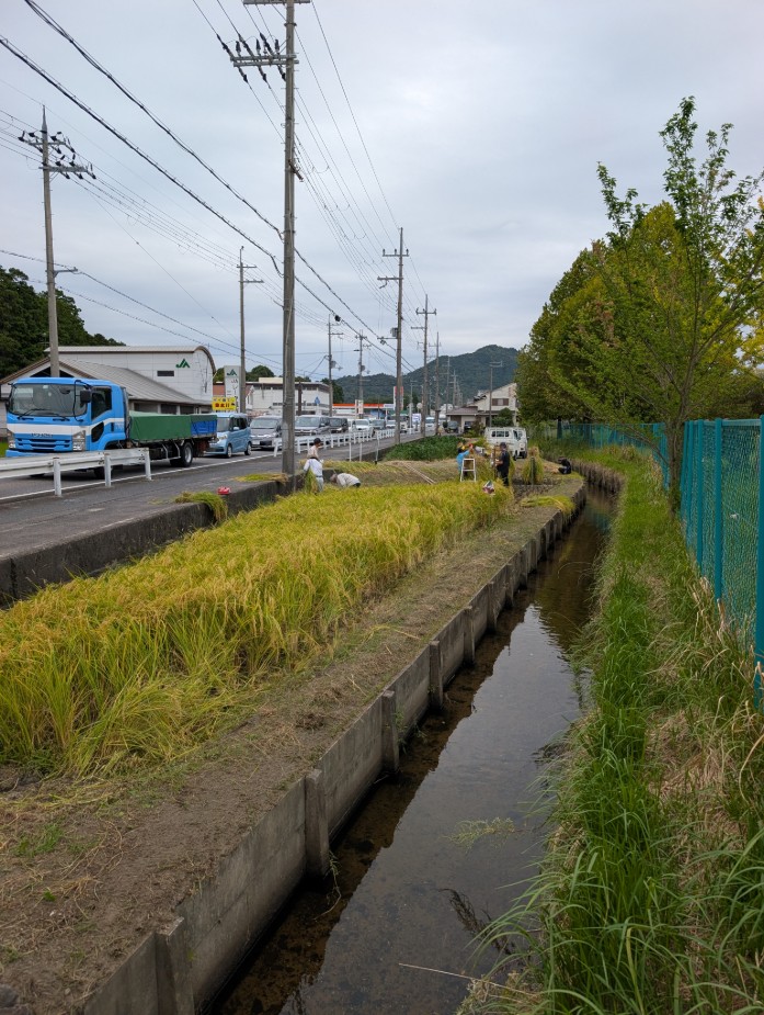 稲刈り準備1