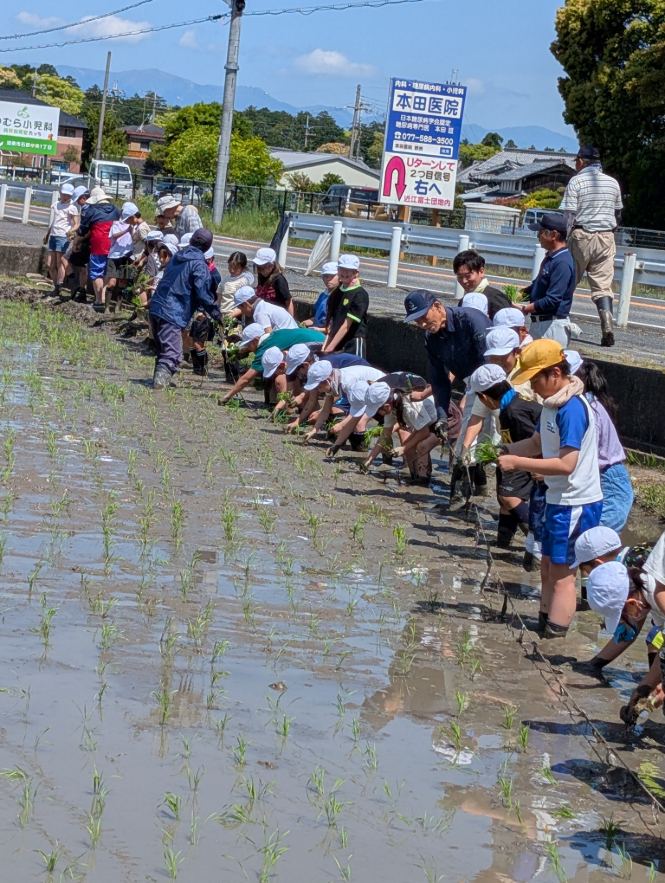田植えの様子