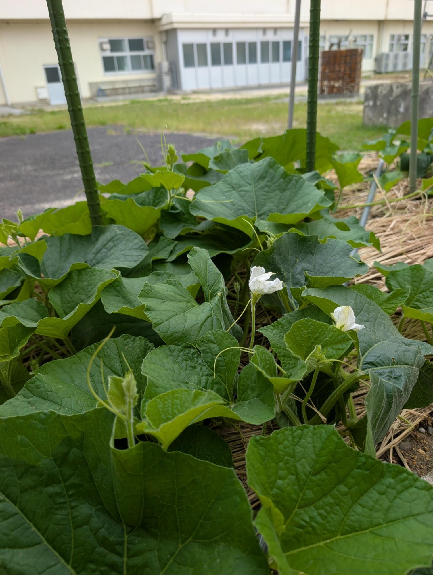 20260605ひょうたんの花