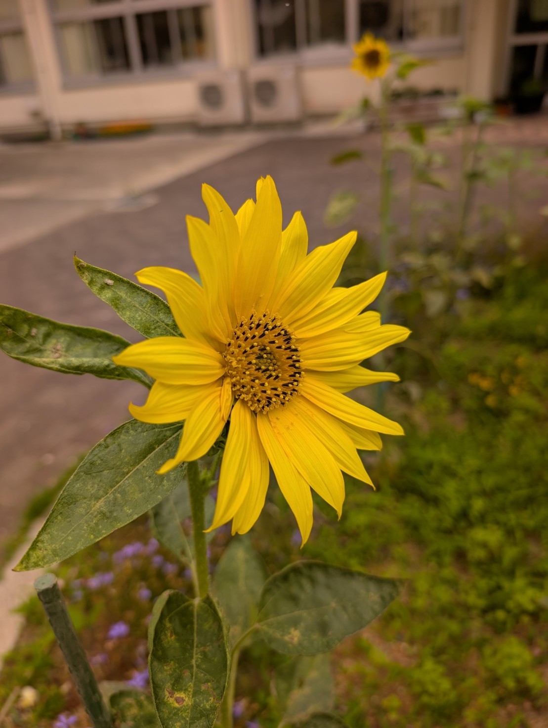 ひまわりの花