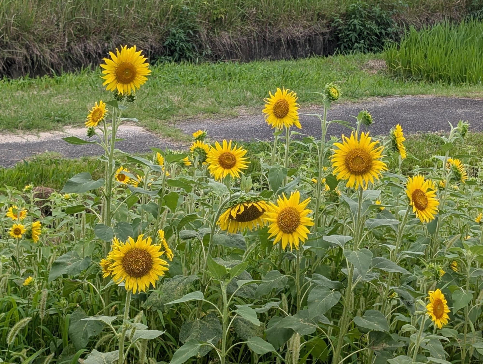 県道側畑ひまわり4