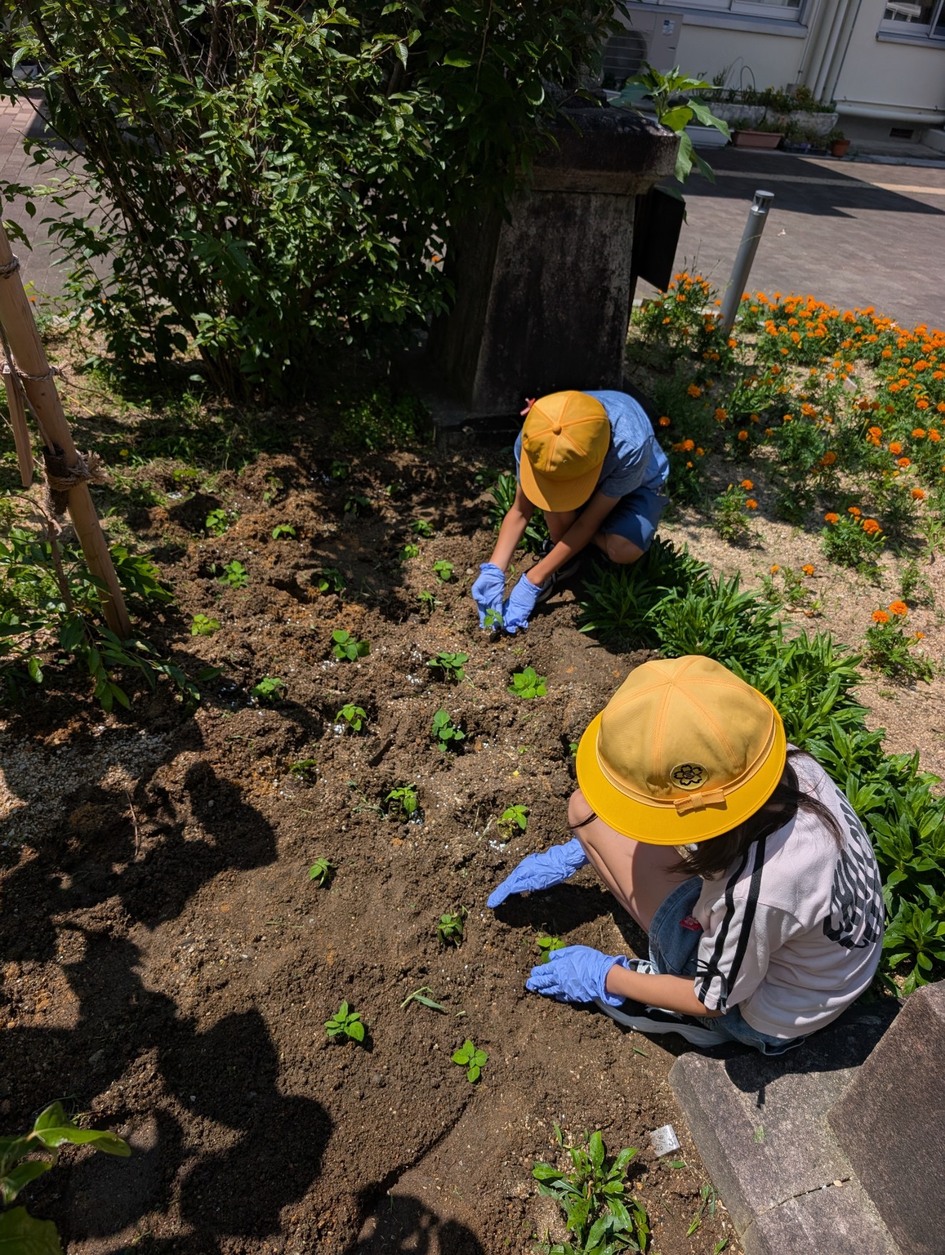 人権の花サルビア移植