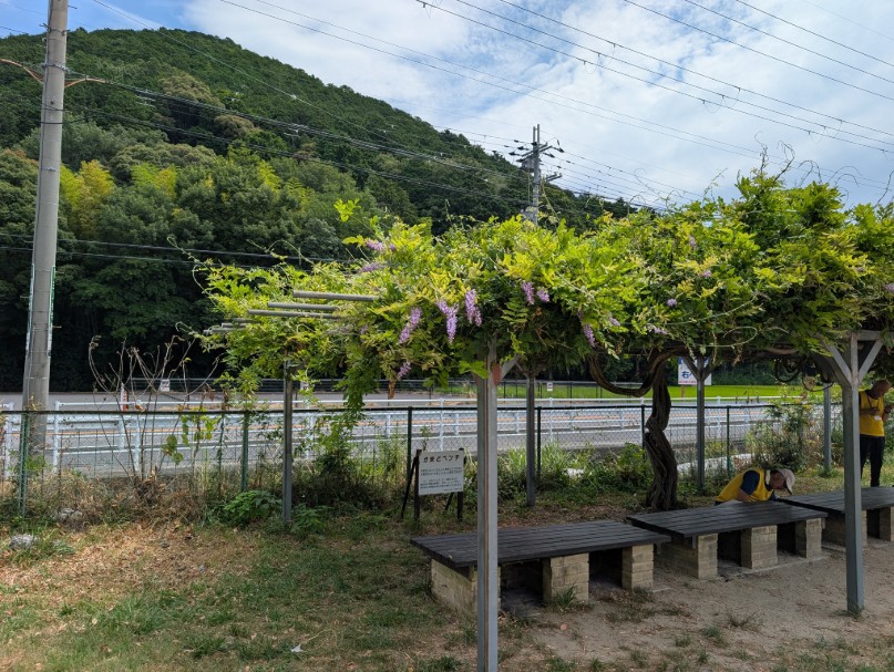 藤棚