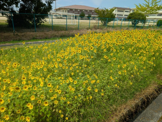 県道側畑ひまわり花盛り