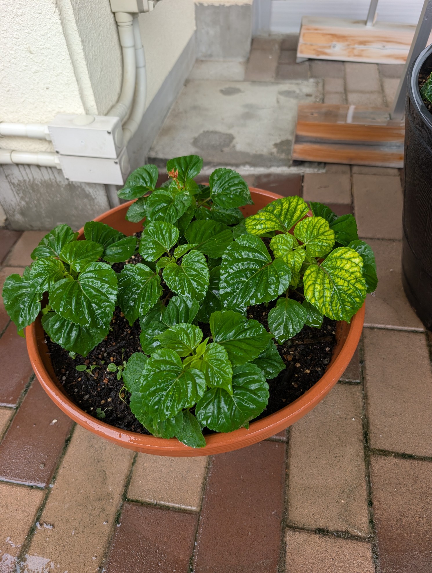 植木鉢プランター