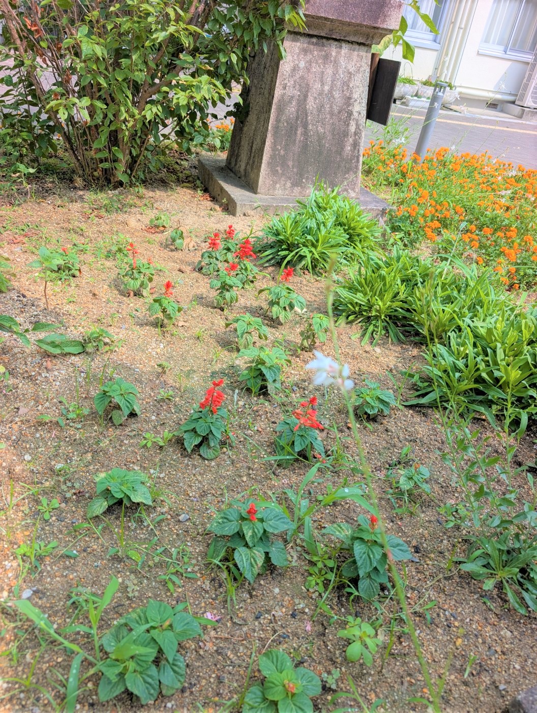 平兵衛さん花壇サルビア