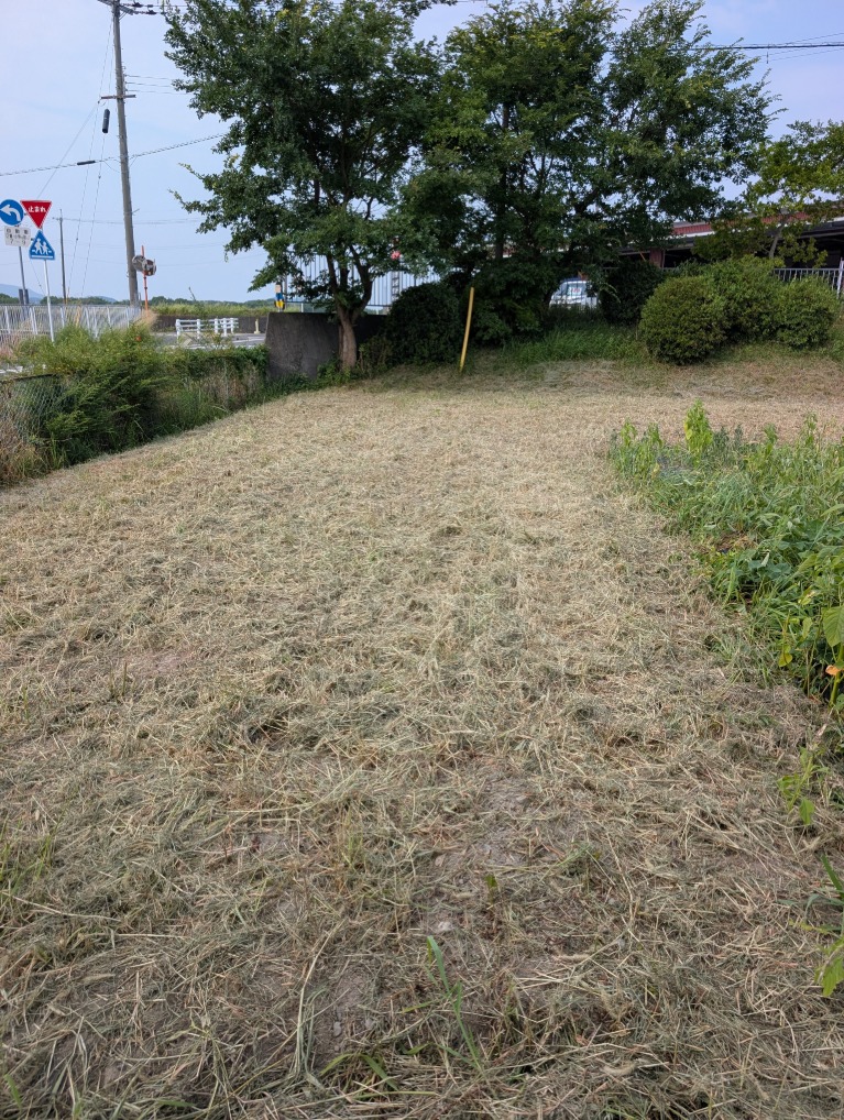 プール横いも畑