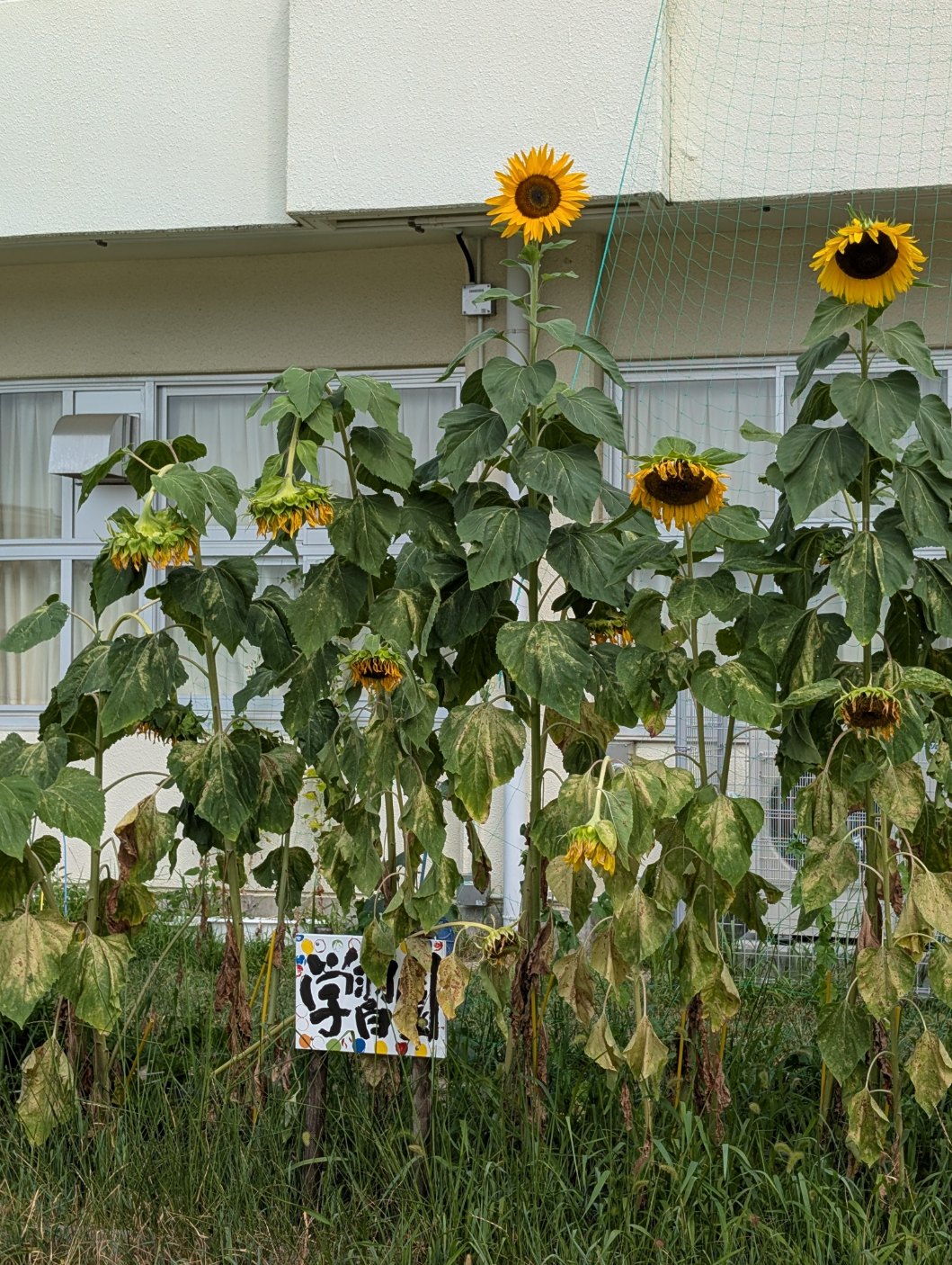 265cmのひまわり