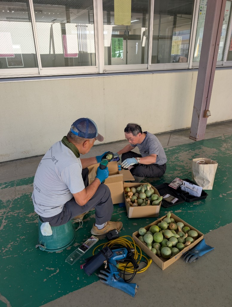 ひょうたん収穫後穴あけ作業