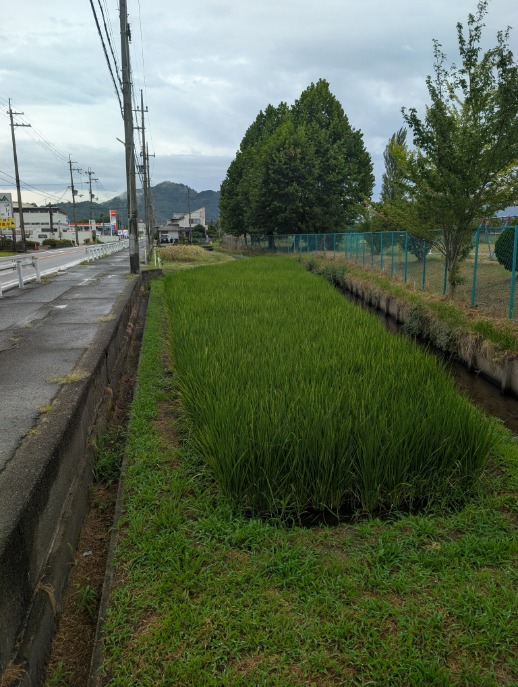 8月13日学習田