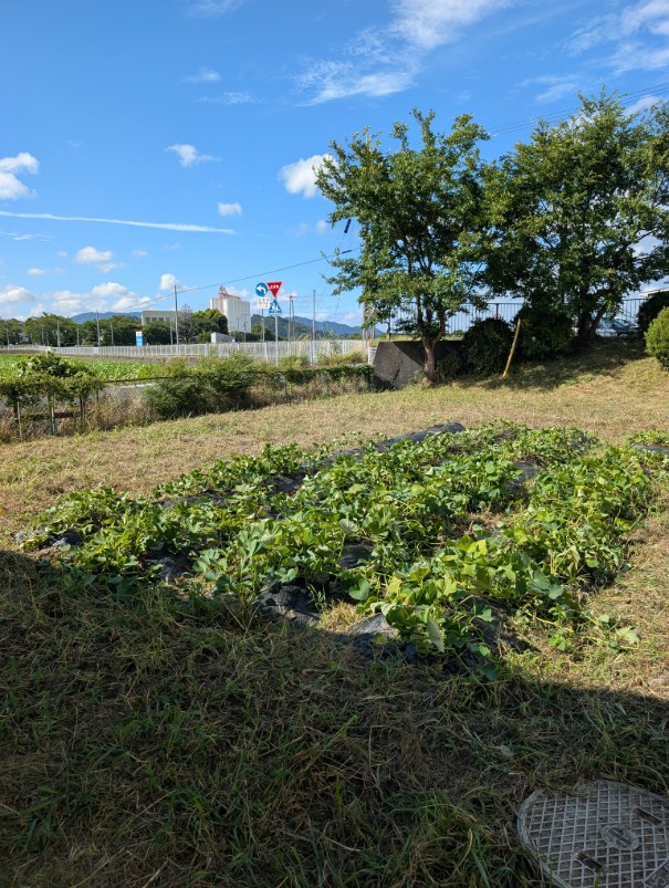 20260817さつまいも畑