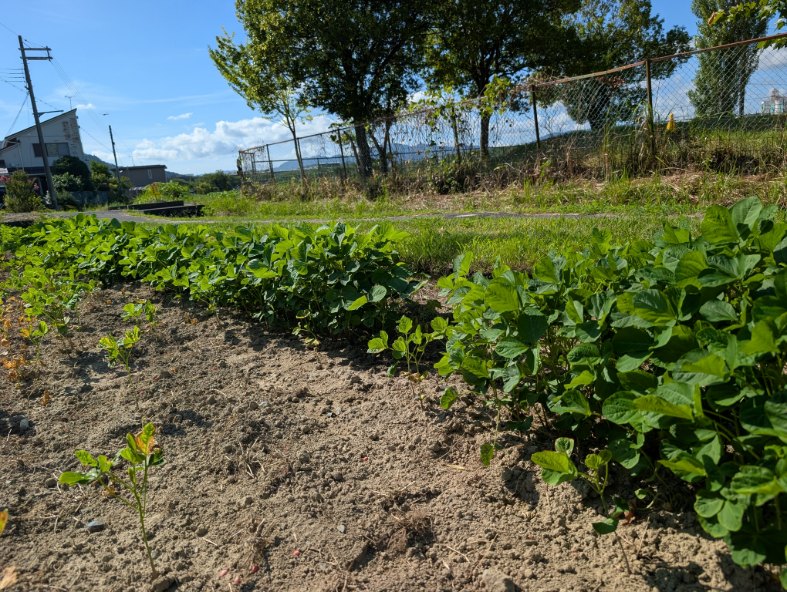 大豆畑みかみっこ未来団様