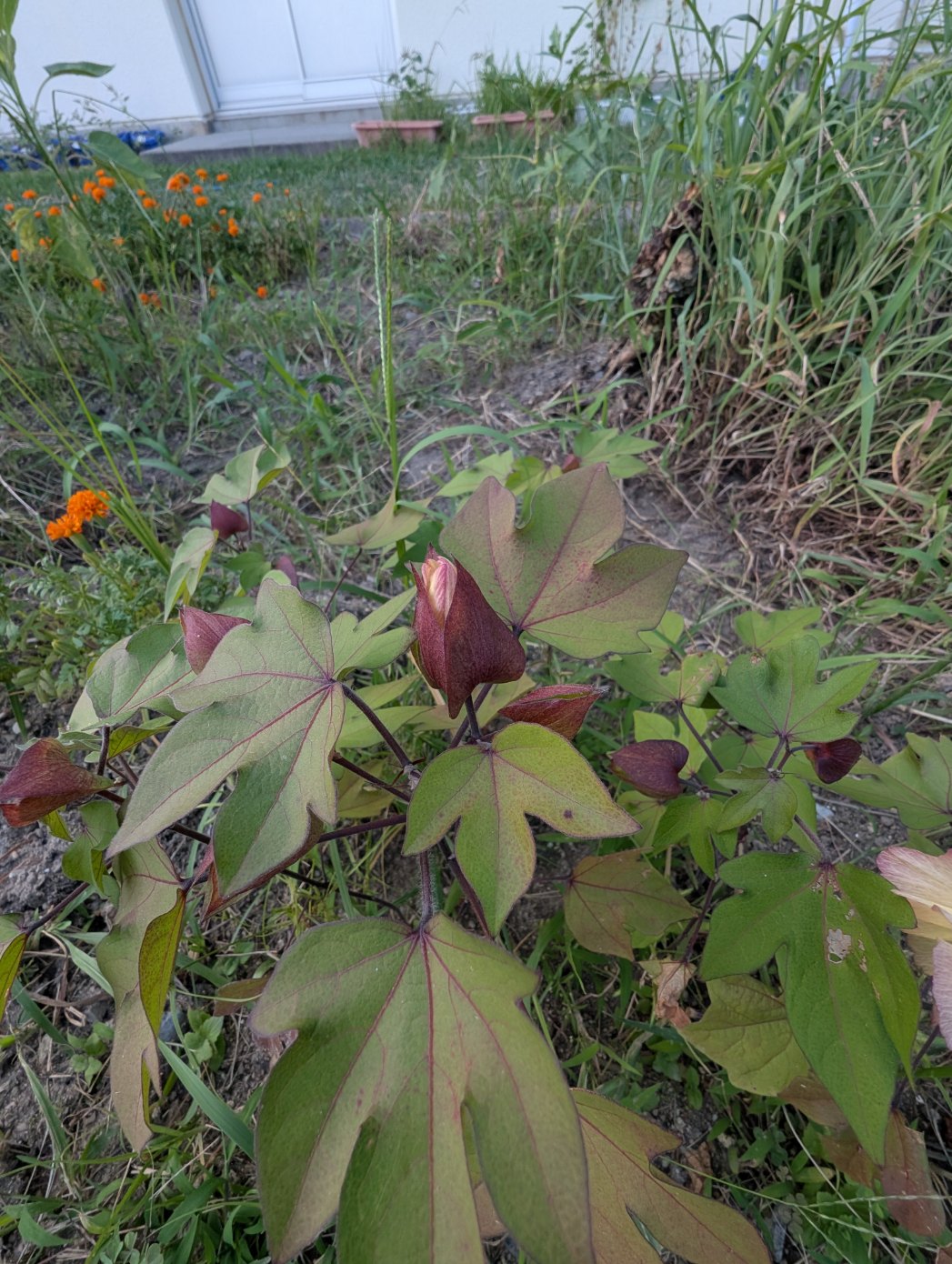綿の花2
