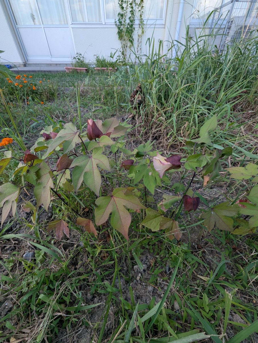 綿の花1