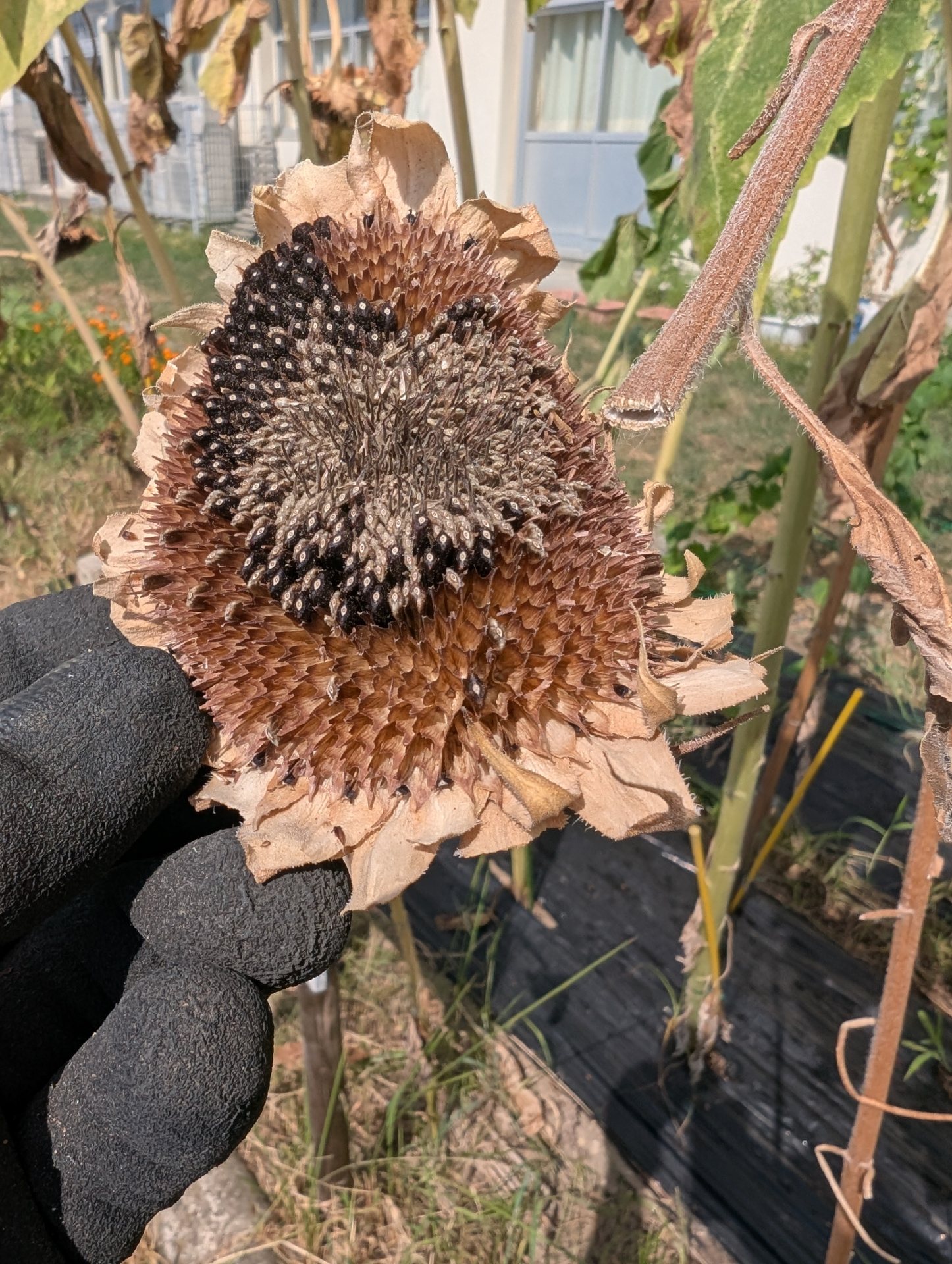 すずめさんが食べた後のひまわりの花