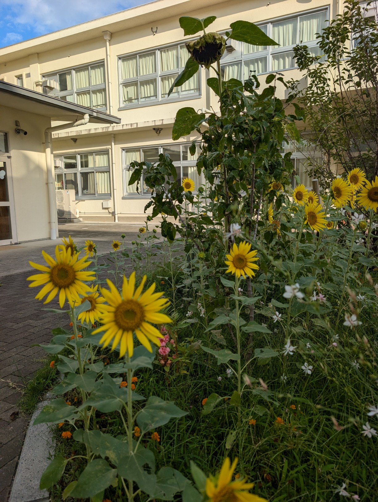 平兵衛さん花壇ひまわり2