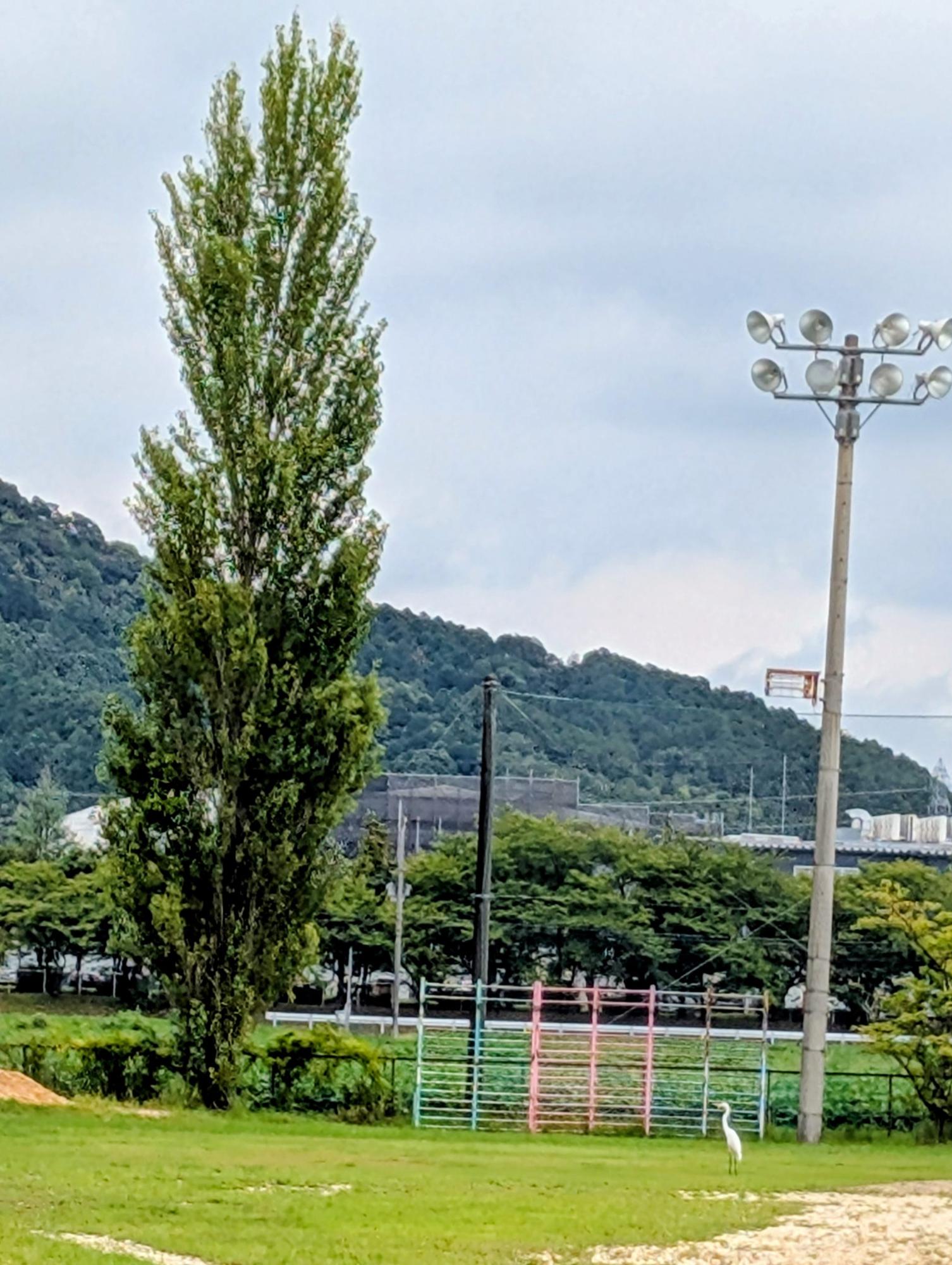 サギがいた