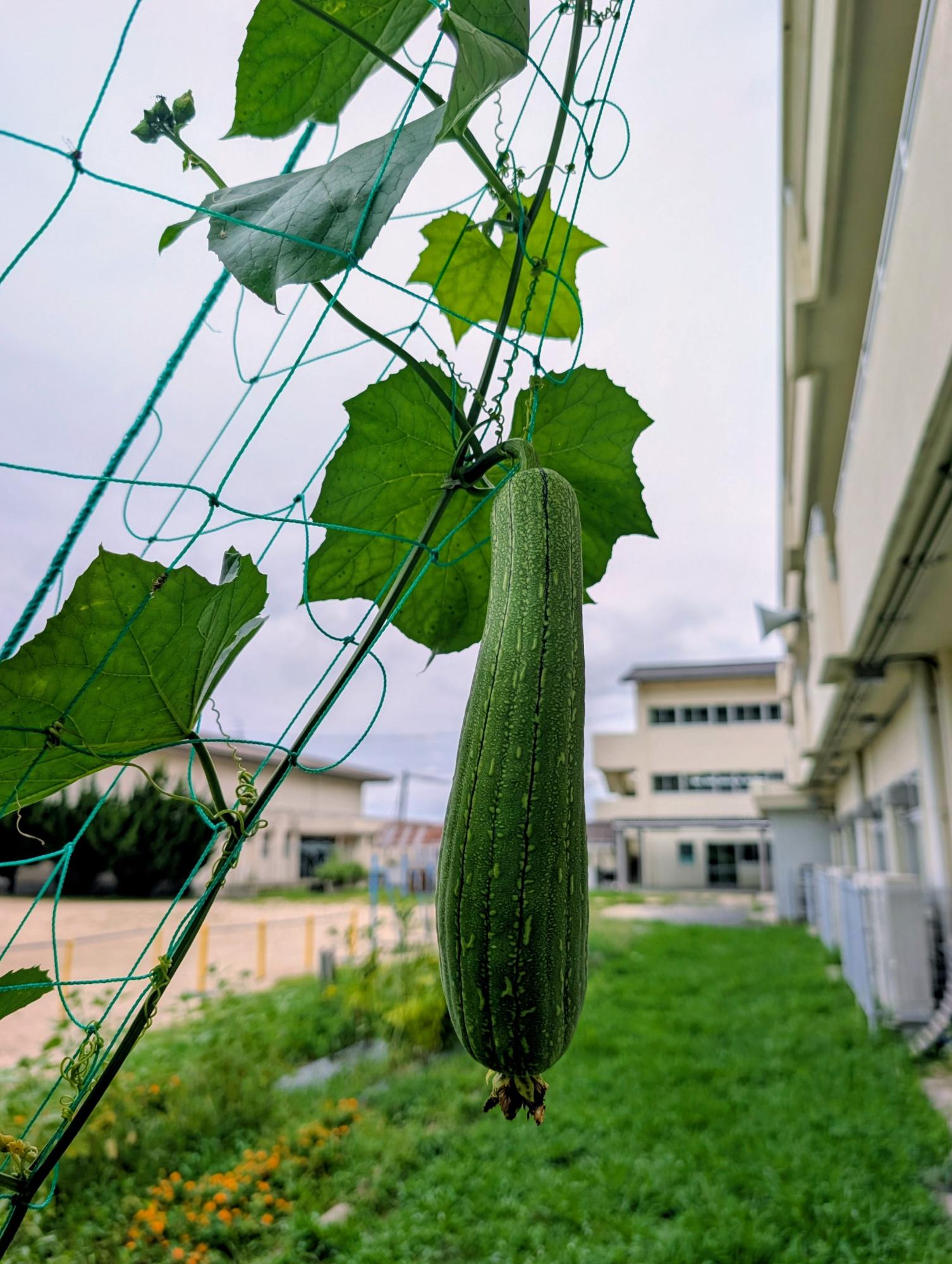 へちまがなった