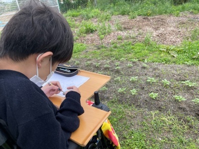 1人の生徒が、土から生えてきたひまわりの苗をスケッチしている写真